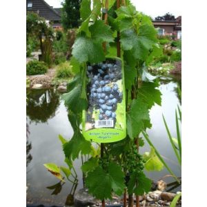 Weinrebe Plantenwelt Regent 80 cm hoch im 3 Liter Pflanzcontainer