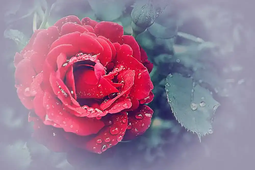 ADR-Rose ADR-Rose