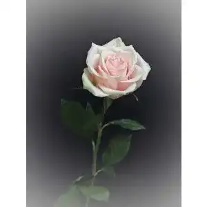 Die beste ADR-Rose 2026 Test Bestseller ADR-Rose