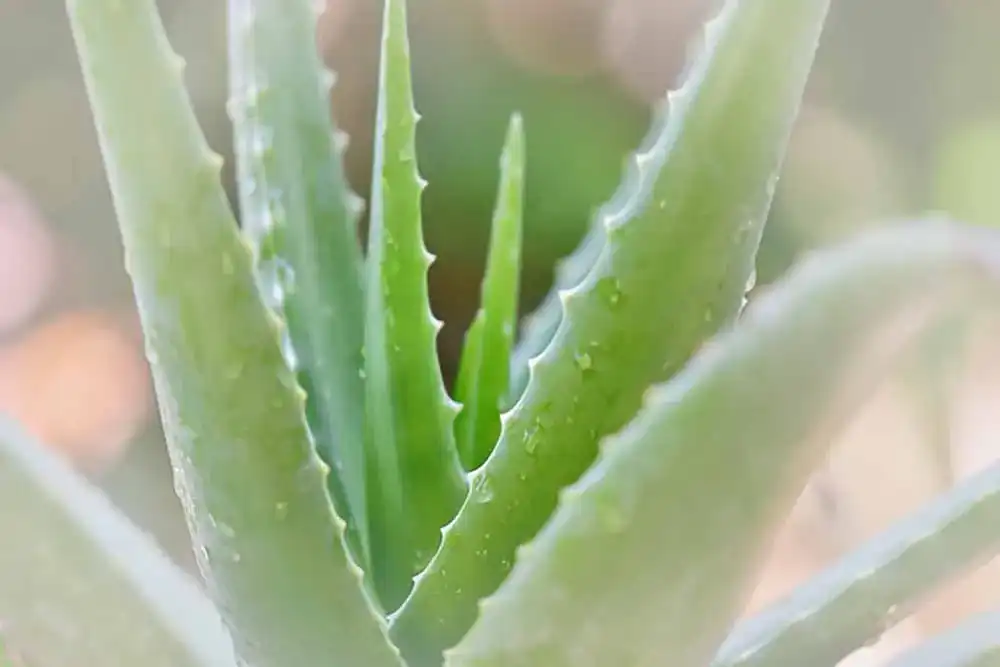 After Sun Aloe vera After Sun Aloe vera
