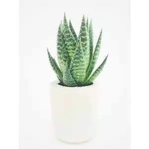 Die beste After Sun Aloe vera 2026 Test Bestseller After Sun Aloe vera