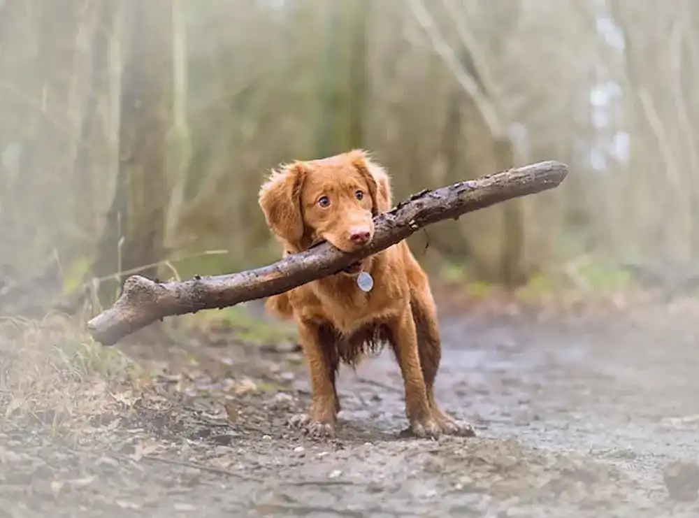 AirTag Hund