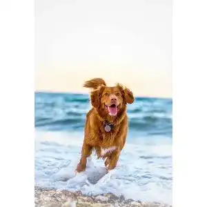 AirTag Hund