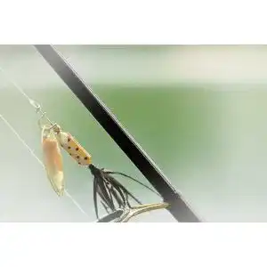 Angelwürmer