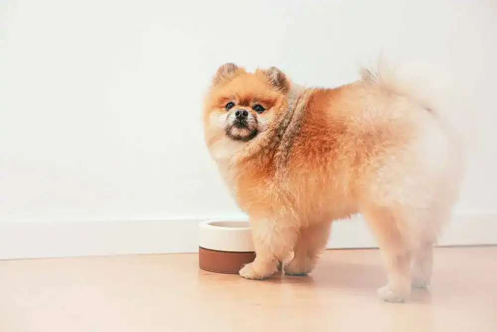 Anti-Schling-Napf Hund