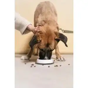 Anti-Schling-Napf Hund