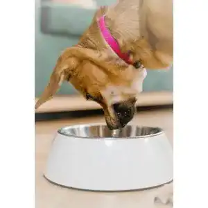 Anti-Schling-Napf Hund