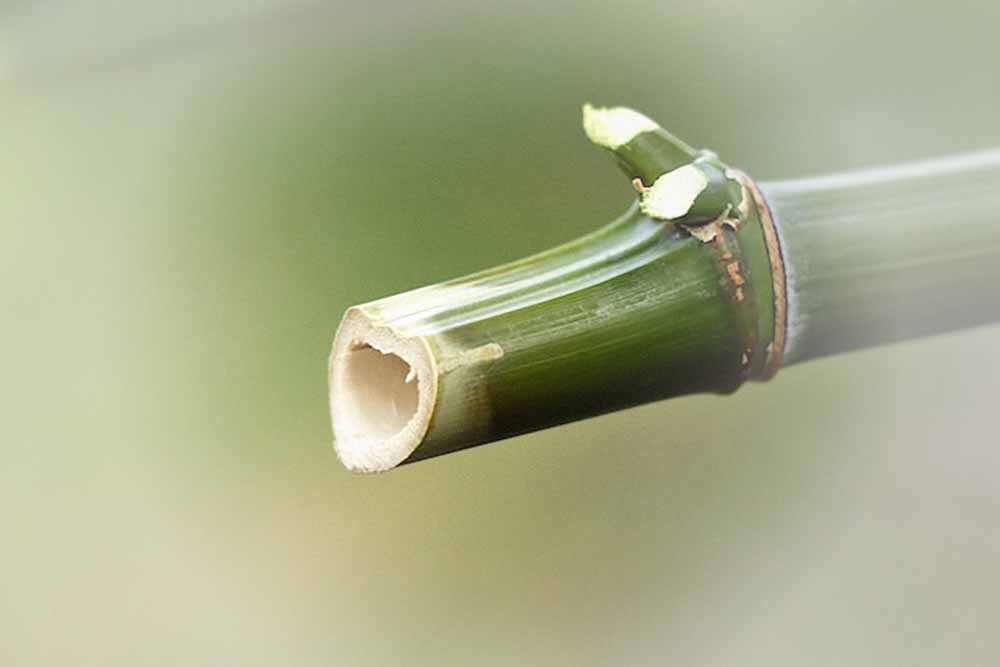 Bambusstäbe