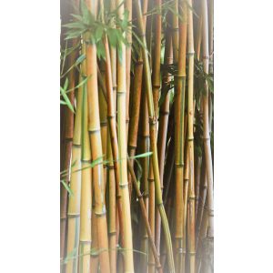 Bambusstäbe