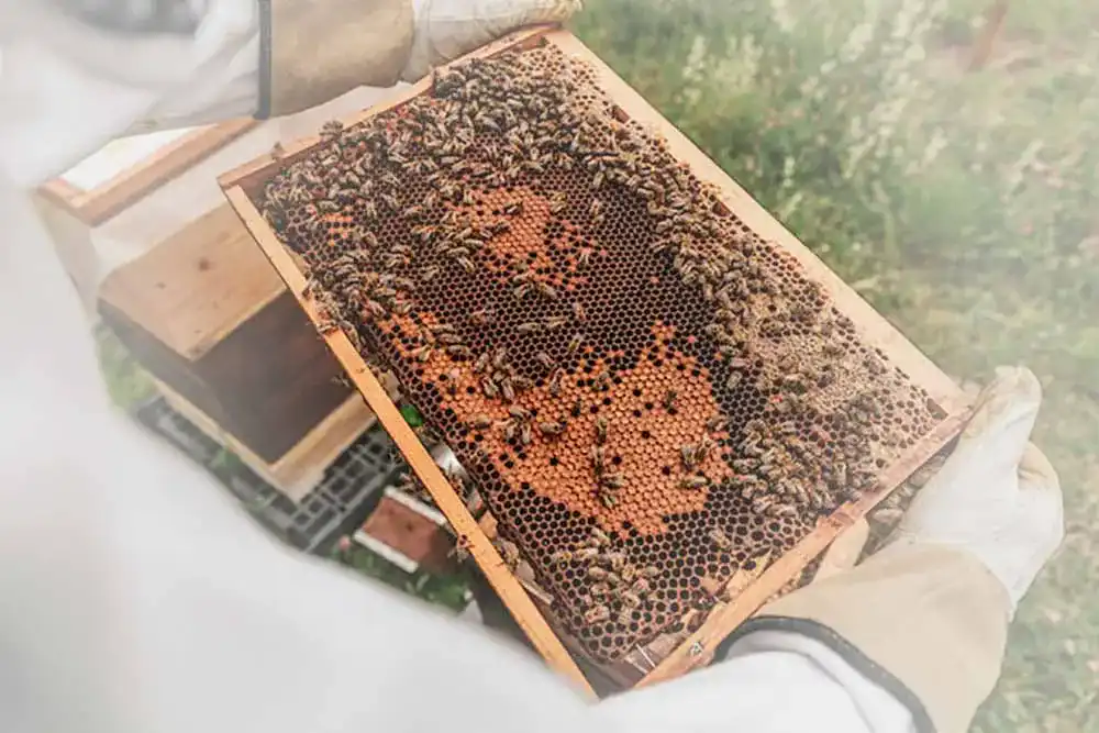 Bienenwachsplatten