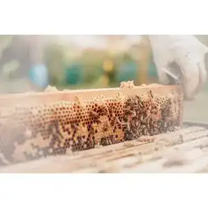 Bienenwachsplatten