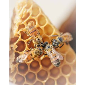 Bienenwachsplatten