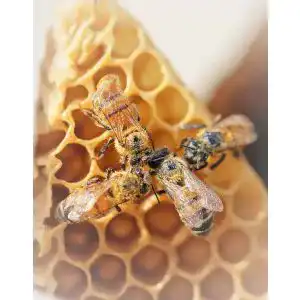 Bienenwachsplatten