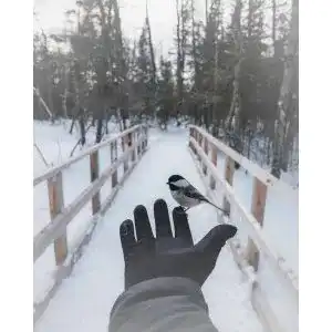 Burton-Handschuhe