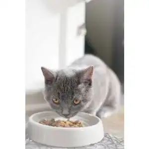 Ergonomischer Futternapf Katze