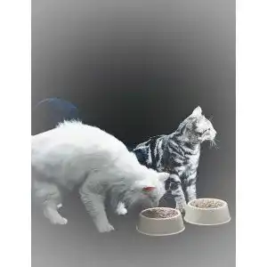 Ergonomischer Futternapf Katze