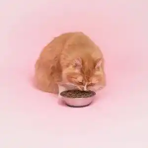 Ergonomischer Futternapf Katze