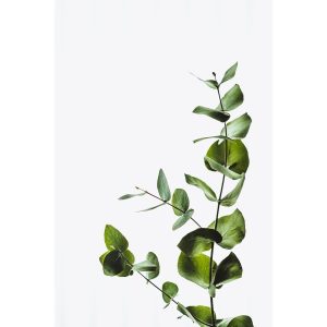 Eukalyptus künstlich