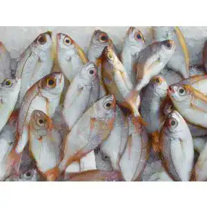 Fisch für Hunde