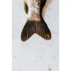 Fisch für Hunde