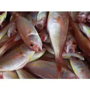 Fisch für Hunde
