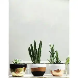 Flaschengarten Glas
