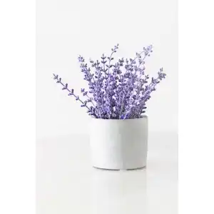 Getrocknete Lavendelblüten