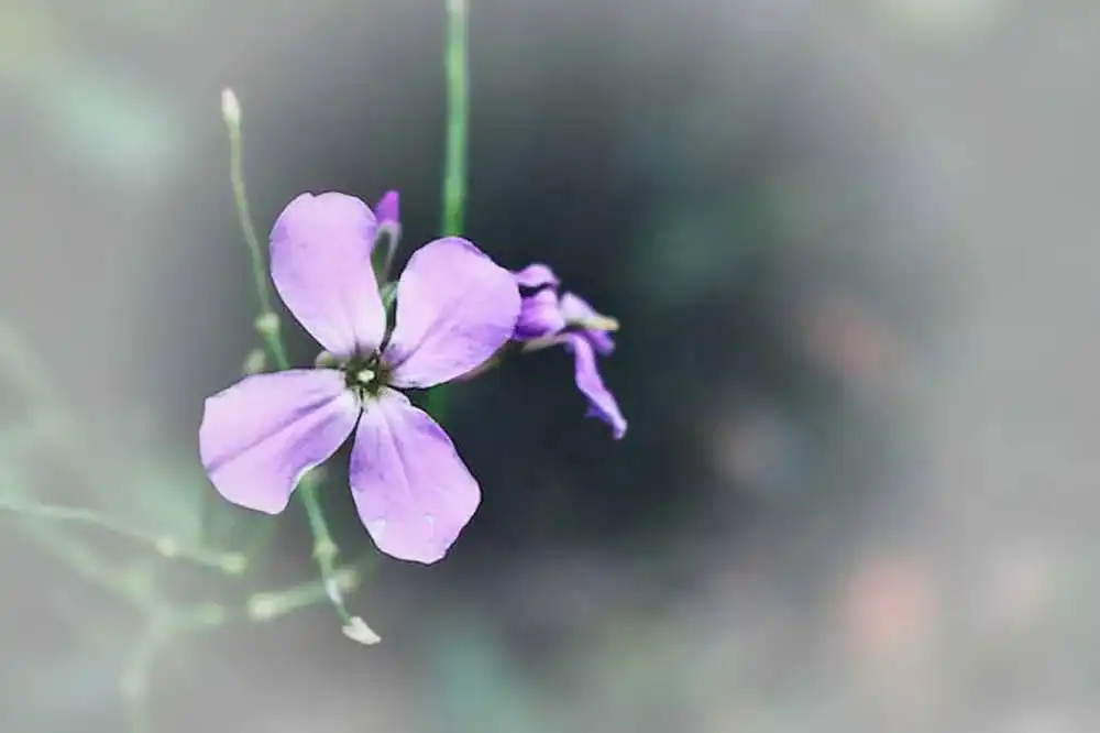 Hornveilchen-Samen