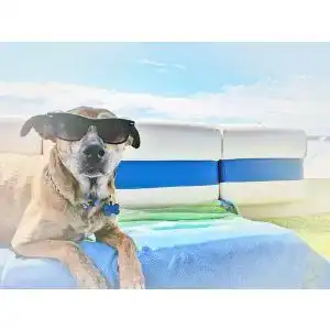 Die beste Hundebett (Outdoor) 2026 Test Bestseller Hundebett (Outdoor)