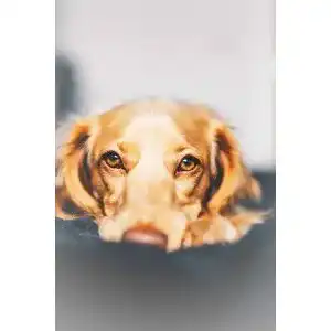 Die beste Hundebett (Outdoor) 2026 Test Bestseller Hundebett (Outdoor)
