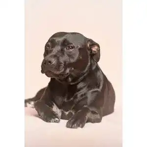 Die beste Hundebett (Outdoor) 2026 Test Bestseller Hundebett (Outdoor)