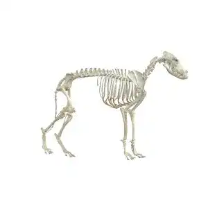 Hundeskelett