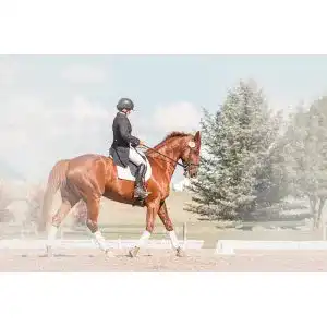 Hustensaft Pferd