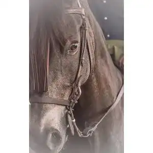 Hustensaft Pferd