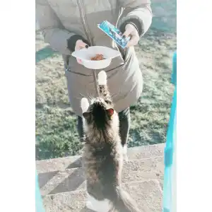 Katzennapf ergonomisch