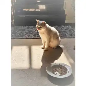 Katzennapf ergonomisch