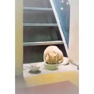 Katzennapf ergonomisch