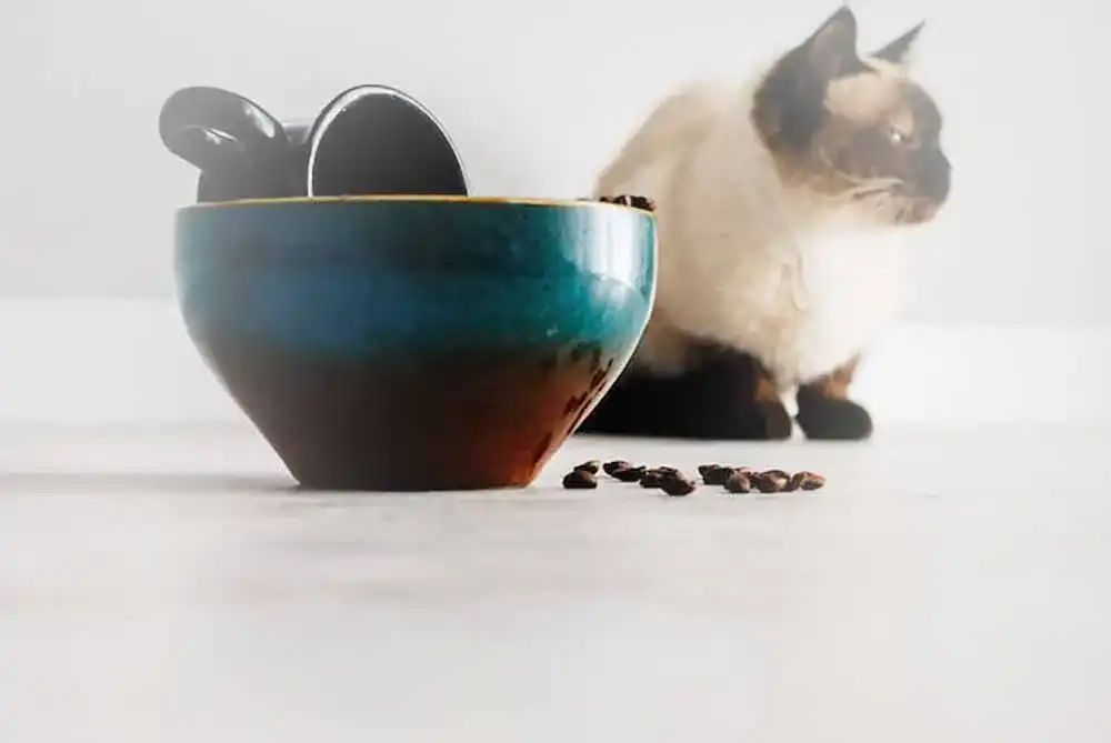 Katzensuppe