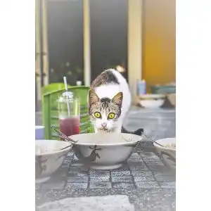 Katzensuppe