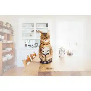 Katzensuppe