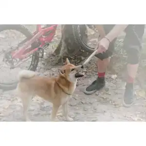 Kauholz Hund