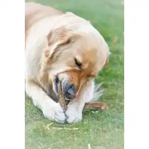Kauholz Hund