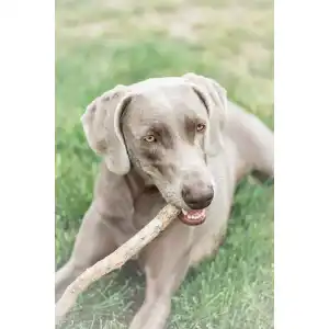 Kauholz Hund