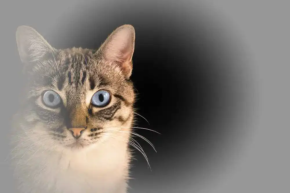 Wurmkur Katze