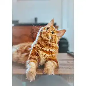Wurmkur Katze