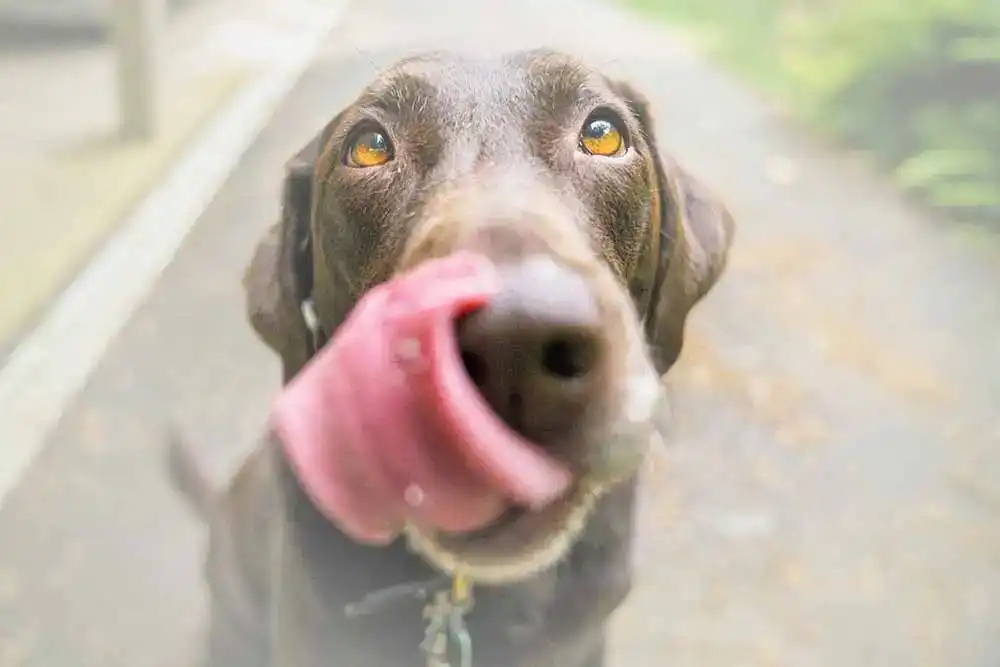 Zeckenschutz Hund ohne Chemie