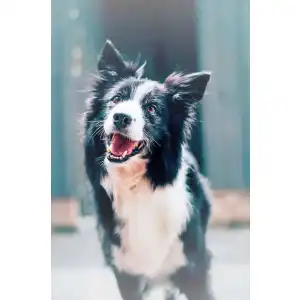 Zeckenschutz Hund ohne Chemie