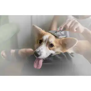 Zupfbürste Hund