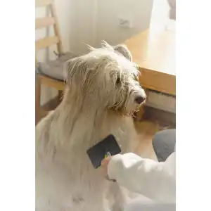 Zupfbürste Hund