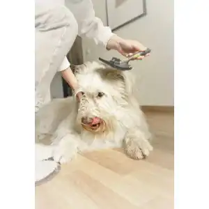Zupfbürste Hund
